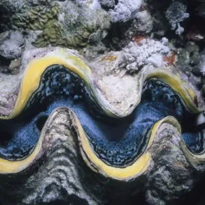 Giant Tridacna Clam Print by Jeff Rotman Underwater Photography Giant Tridacna Clam Print by Jeff Rotman Underwater Photography