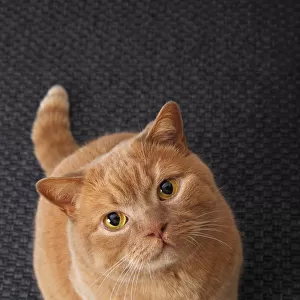 Ginger British Shorthair cat, Germany