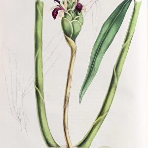 Ginger plant (Zingiber officinale), from Plantae Utiliores or Illustrations of useful plants