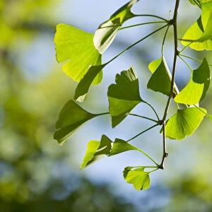 Ginkgo -Ginkgo biloba-, branch with leaves, Thuringia, Germany