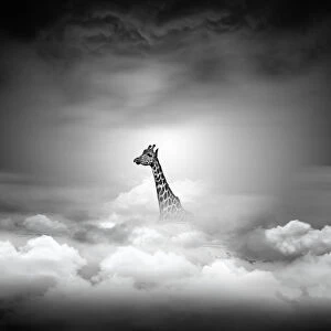 Giraffe above the clouds
