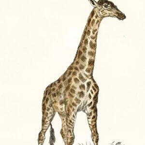 Giraffe engraving 1803