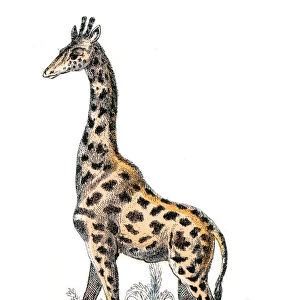 Giraffe engraving 1872