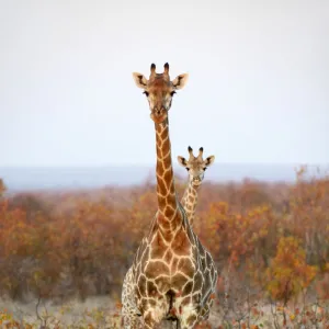 Giraffe (Giraffa camelopardalis)