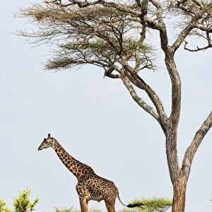 Giraffe -Giraffa camelopardalis-, under an acaica tree, Tarangire, Tanzania