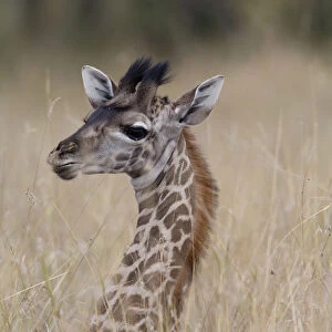 Giraffe (Giraffa camelopardalis) calf in tall grass, close-up