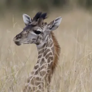 Giraffe Calf Print