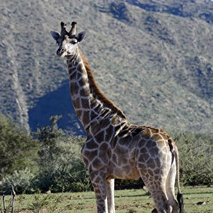 Giraffe -Giraffa camelopardalis-, Khomas Region, Namibia