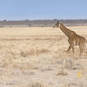 Giraffe -Giraffa camelopardis-, calf, Etosha salt pan, Etosha National Park, Namibia