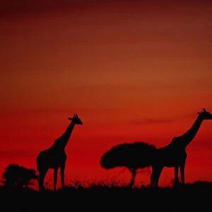 Giraffe (Giraffe camelopardalis tippleskirchi) standing, at dusk, Masai Mara N. R, Kenya