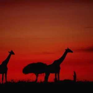 Giraffe (Giraffe camelopardalis tippleskirchi) standing, at dusk, Masai Mara N. R, Kenya Giraffe (Giraffe camelopardalis tippleskirchi) standing, at dusk, Masai Mara N. R, Kenya