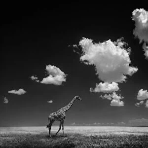 Giraffe on plain