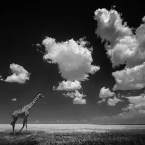 Giraffe on plain Giraffe on plain