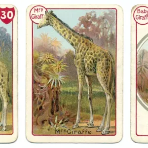 Three giraffe playing cards, a chromolithographic print from the Noah's Ark game Three giraffe playing cards, a chromolithographic print from the Noah's Ark game