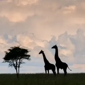 giraffe, Serengeti, silhouette, interaction giraffe, Serengeti, silhouette, interaction