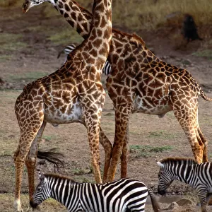 Giraffes and Burchells zebras, Masai Mara National Reserve, Kenya