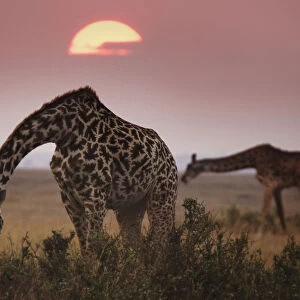Two Giraffes Against Dark Sky at Masai Mara, Kenya