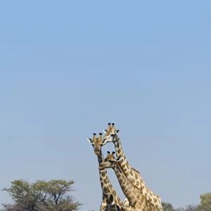 Three giraffes -Giraffa camelopardalis-, Etosha National Park, Namibia