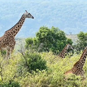 Giraffes -Giraffa camelopardalis-, Arusha, Tanzania