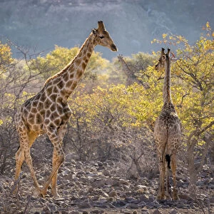 Three giraffes (Giraffa camelopardalis camelopardalis) amidst acacia trees, Twyfelfontein, Namibia