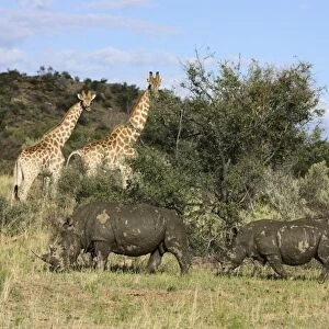 Giraffes -Giraffa camelopardalis- and White or Square-lipped Rhinoceroses -Ceratotherium simum-, Namibia, Africa