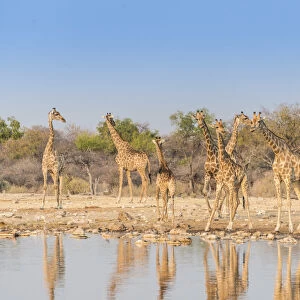 Giraffes -Giraffa camelopardis-, Klein Namutoni water hole, Etosha National Park, Namibia