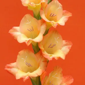 Gladiola Gladiola