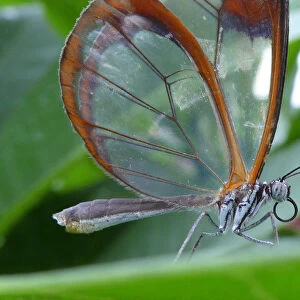 The glasswing butterfly (greta oto)