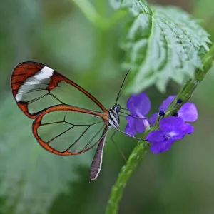 Glasswinged butterfly -Greta oto- on a blue flower, Mainau island, Baden-Wuerttemberg, Germany, Europe