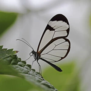 Glasswinged butterfly -Greta oto- on a green leaf, Mainau island, Baden-Wuerttemberg, Germany, Europe
