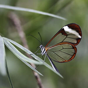 Glasswinged butterfly -Greta oto-, Mainau island, Baden-Wuerttemberg, Germany, Europe