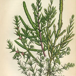 Glasswort, Salicornia, Seblite, Saltwort, Knawel, Carnation, Scleranthus, Victorian Botanical Illustration
