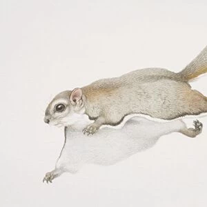 Glaucomys sabrinus, Northern Flying Squirrel leaping forward