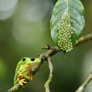 Gliding Tree Frog