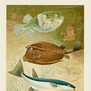 Globe fish chromolithograph 1896