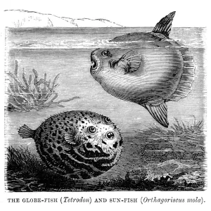 Nature & Wildlife Metal Print Collection: Pufferfish (Tetraodontidae)