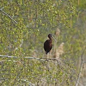 Glossy ibis in birch woods