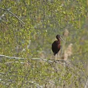 Glossy ibis in birch woods Glossy ibis in birch woods