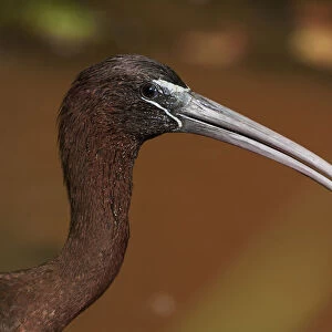 Glossy ibis close-up