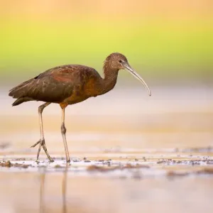 Glossy Ibis Print - Feeding on Freshwater Snails in Shallow Water Glossy Ibis Print - Feeding on Freshwater Snails in Shallow Water