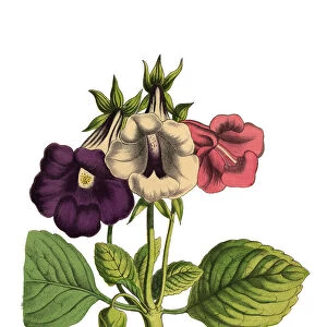 Gloxinia Plant, Victorian Botanical Illustration