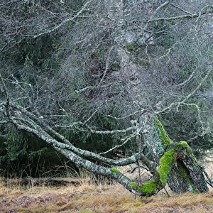 Gnarled old birch trees (Betula)