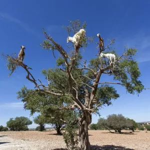 Goat feeding in argan tree. Marocco Goat feeding in argan tree. Marocco