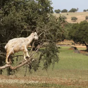 Argan Tree Goat Print Argan Tree Goat Print