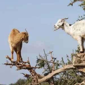 Goat feeding in argan tree. Marocco Goat feeding in argan tree. Marocco