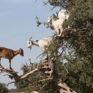 Goat feeding in argan tree. Marocco Goat feeding in argan tree. Marocco