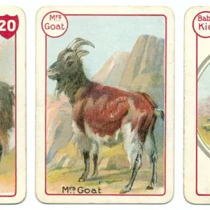 Three Goat Playing Cards Print Three Goat Playing Cards Print