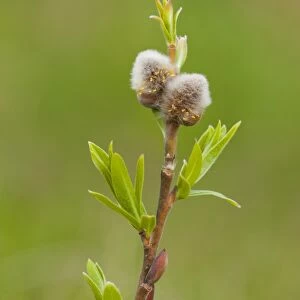 Goat Willow -Salix caprea-, catkins and leaves, Thuringia, Germany