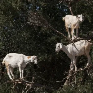 Argan Tree Print: Goats Feeding in Morocco Argan Tree Print: Goats Feeding in Morocco