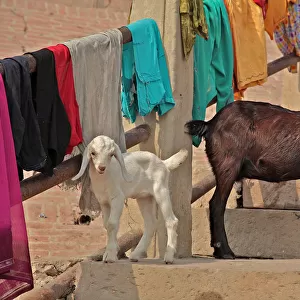 Goats at leisure in ghats of Varanasi